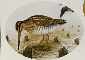 タシギ